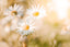 Daisies In Sunlight Horizontal Art Print