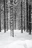 Deep Dark White Forest