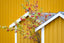 Detail of a yellow Norwegian house with a tree and red berries Melissa Peltenburg