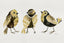 24-Karat Goldfinches