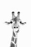 Happy Giraffe Bw