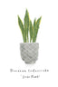 Snake Plant