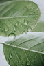 Leaves With Raindrops Art Print