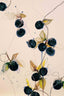 Blueberries 01