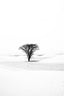 Lonely tree in the Sahara desert