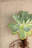 Succulent Study 5