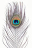 Peacock Feather