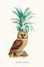 Pineapple Owl Vintage - Drawdeck