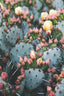 Prickly Pear