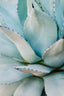 Succulent details