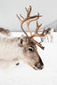 Reindeer With Antlers In Norway Ii