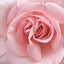 Soft Pink Rose