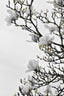 White Magnolia Happiness