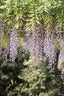 Wisteria